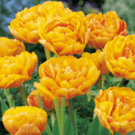 tulipany