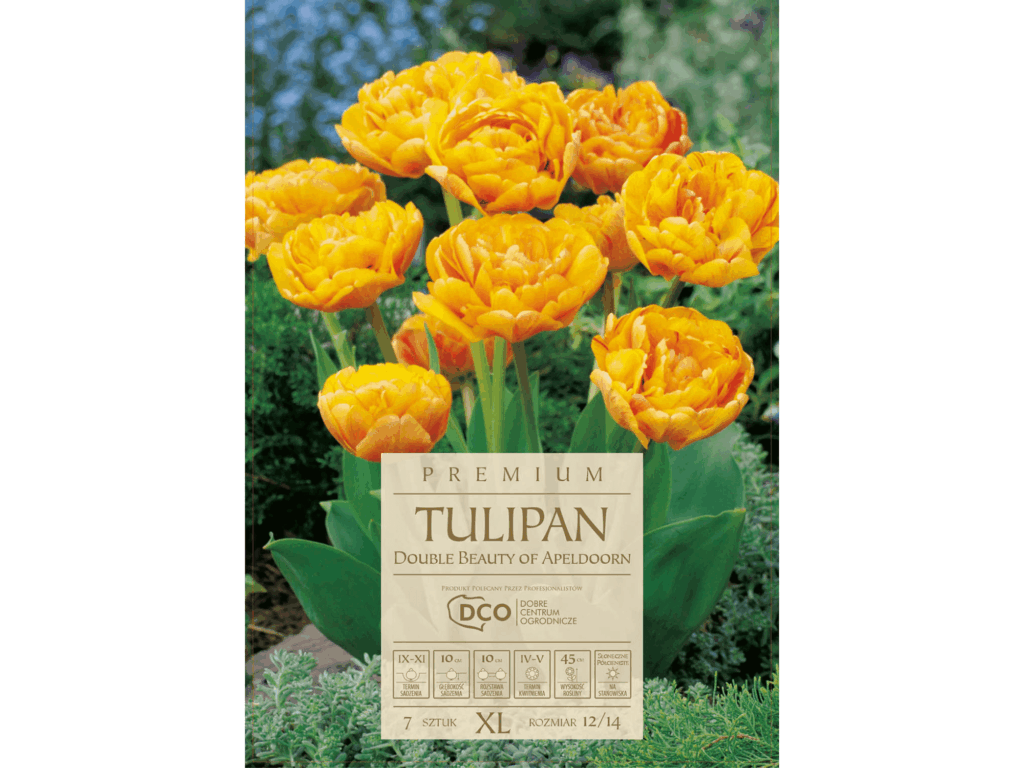 tulipany