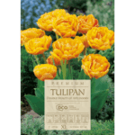 tulipany