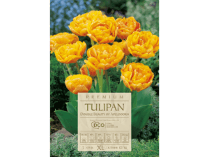 tulipany