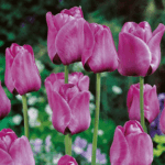 tulipan