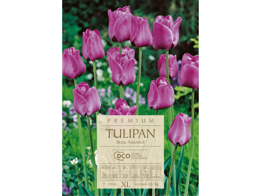 Tulipan Bleu Aimable fioletowy/liliowy 7 sztuk cebulki