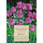 Tulipan Bleu Aimable cebulki (2)