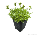 alpino early lime