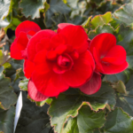 begonia