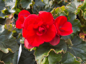 begonia