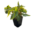 belleconia mango