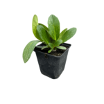 bergenia