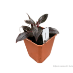 bicolor red