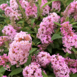candy little pink