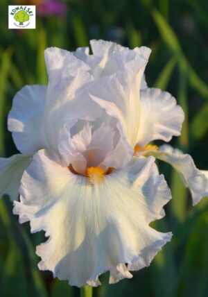 Irys bródkowy Feathered Boa biały