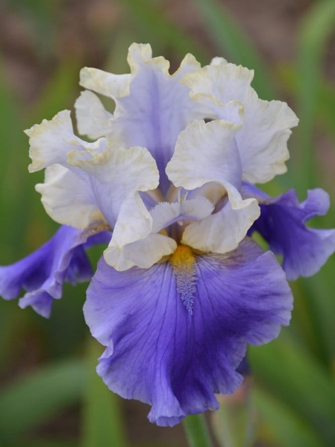 Irys bródkowy Dream Of You niebieski kwiat kłącze nr 410