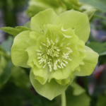 double ellen green (1)
