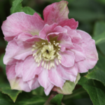 double ellen pink