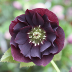 double ellen purple (1)