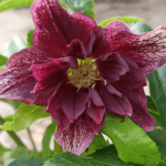 double ellen purple