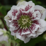 double white ellen spotted (1)