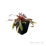 gaura