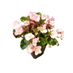 glory bicolor