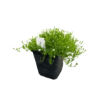 green moss