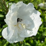_hibiskus WHITE CHIFFON (1)