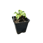 hosta school mouse sadzonka (1)
