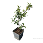 ilex