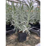 lawenda phenoenal