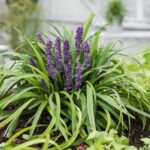 liriope