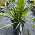 liriope