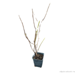 magnolia (1)