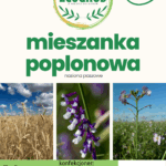 mieszanka poplonowa