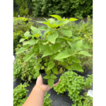 monarda