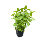 monarda