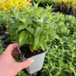 Monarda