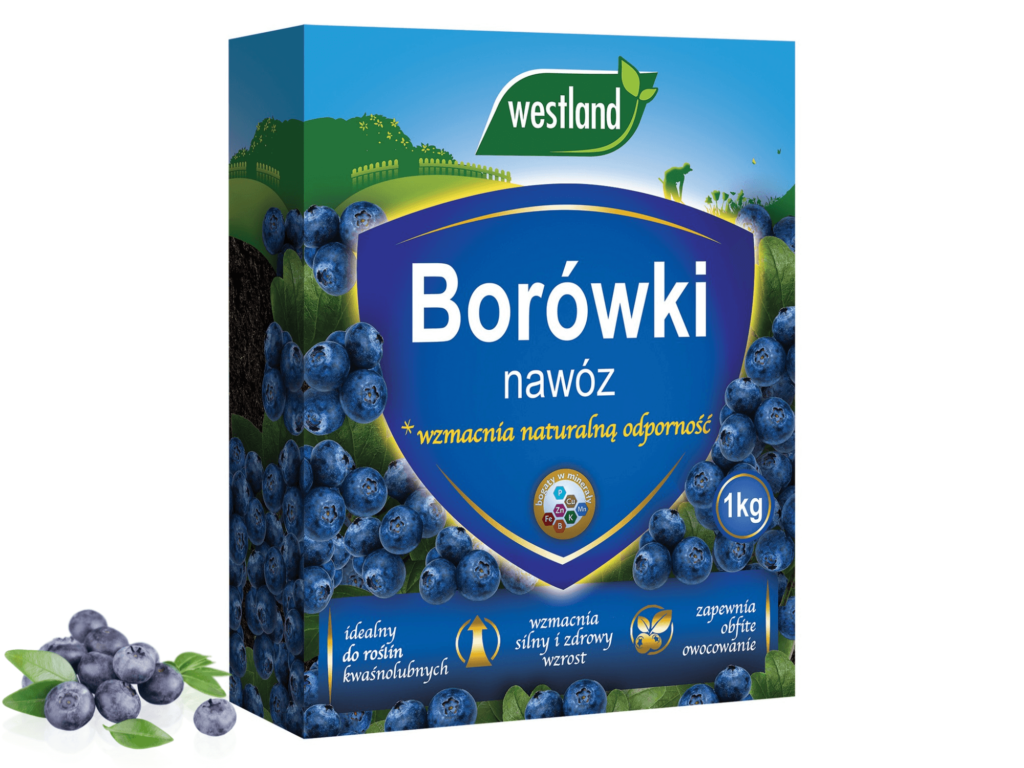 owoce borówki