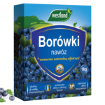 owoce borówki