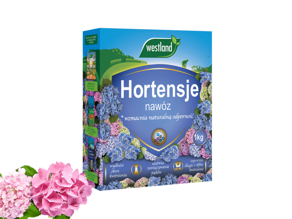 nawożenie hortensji
