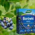 nawożenie borówki