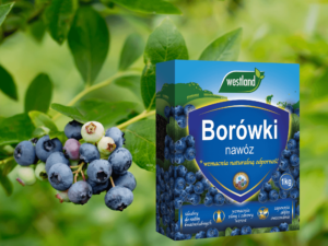 nawożenie borówki