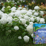 hortensje w ogrodzie