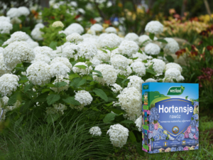 hortensje w ogrodzie