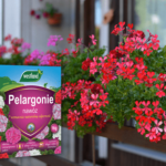 bujne kwiaty na balkon