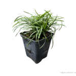 ophiopogon
