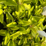 oregano złote 1 (1)