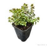 origanum (1)