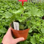 Pelargonia angielska Purple Stripes