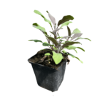 purpurascens (1) (1)