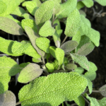 purpurascens (2)