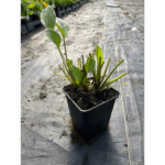 rudbekia goldsturm